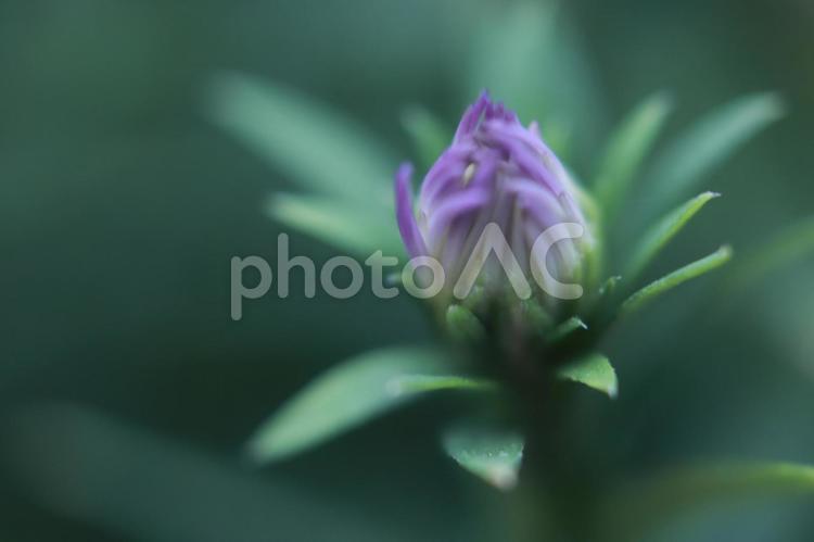 まだ言葉を持たない蕾 紫のつぼみ,静かな時間,マクロ撮影の写真素材