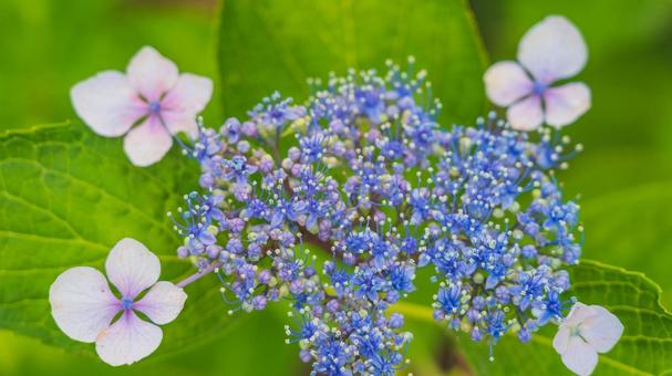 紫陽花 紫陽花の写真