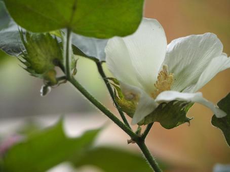白い花 綿の花 白い花 綿の花の写真