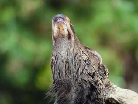 角を切られた雄鹿が啼く 角を切られた雄鹿が啼く 哺乳類,草食動物,奈良県奈良市の写真素材