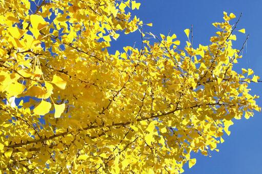 銀杏の黄葉 広島県,北広島市,土師ダムの写真素材