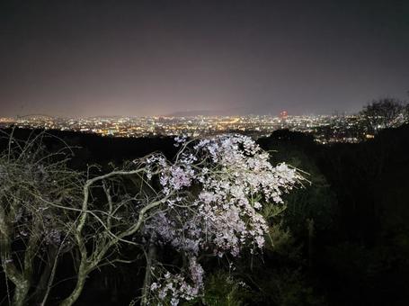 夜景と夜桜 夜景と夜桜 夜景,桜,夜桜の写真素材