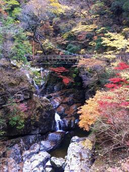紅葉の十津川村の橋と川 紅葉,橋,川の写真素材