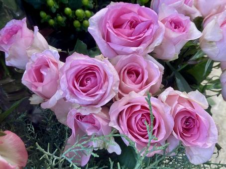 かわいいバラの花 バラ,ピンク,花の写真素材