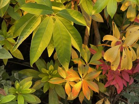 東京11月：花壇のライティング 2025 花壇,生垣,植物の写真素材