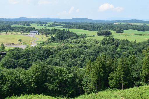 スギの木 針葉樹林 杉,スギ林,針葉樹の写真素材