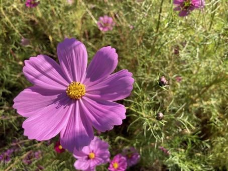 コスモス畑の中で③ コスモス畑の中で③ コスモス畑,秋桜,アップの写真素材