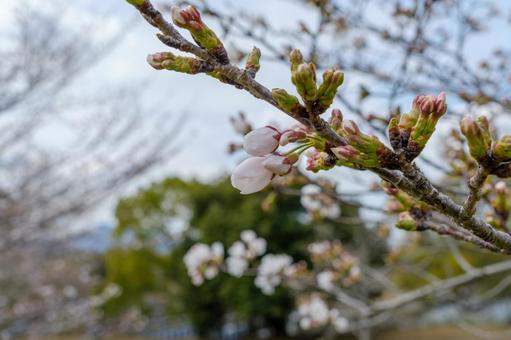 桜のつぼみと春の訪れ 桜のつぼみと春の訪れの写真