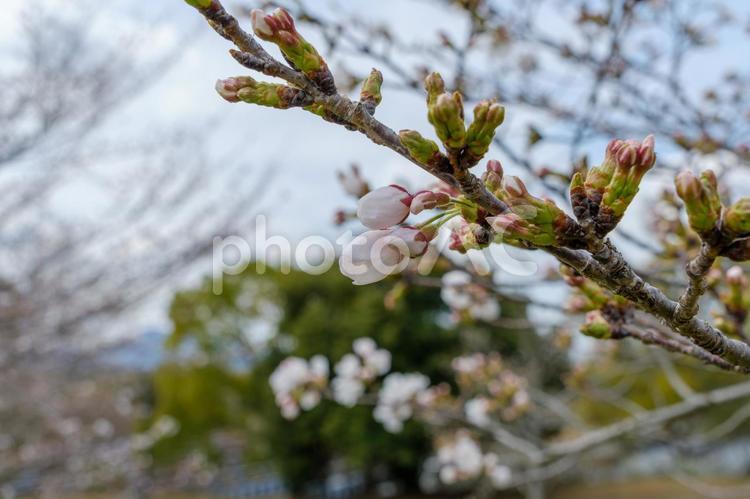 桜のつぼみと春の訪れ 桜,花,花びらの写真素材