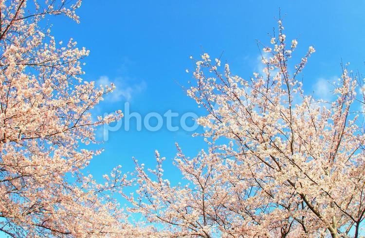 満開のソメイヨシノ桜で春のイメージ 桜,サクラ,青空の写真素材