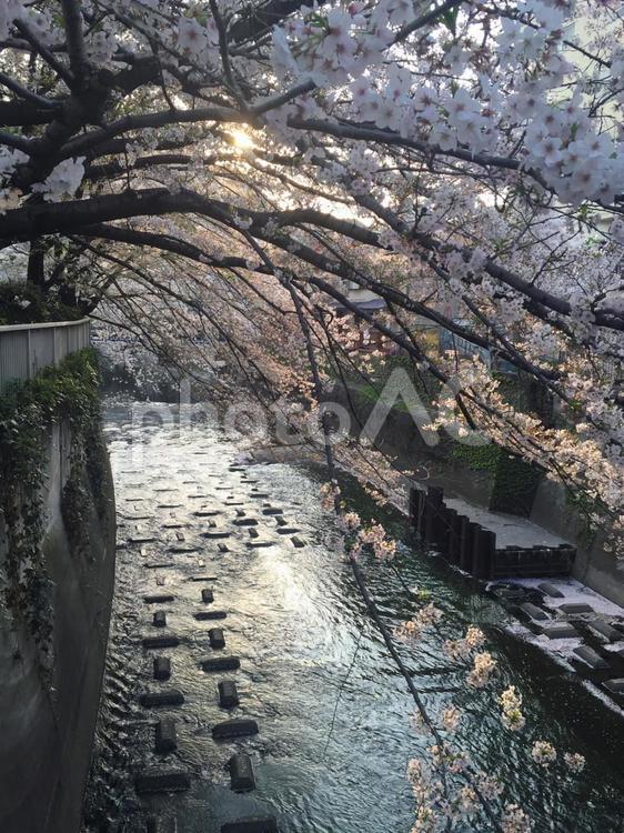高田馬場　神田川辺の桜 桜,神田川,高田馬場の写真素材
