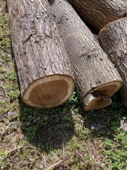 伐採木_20250412_05の写真