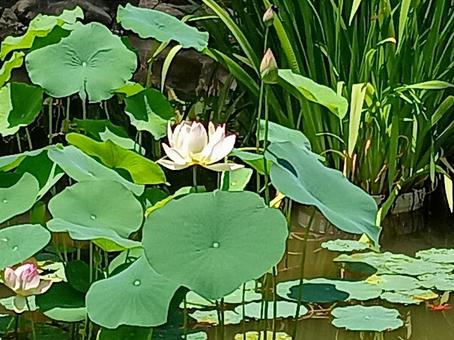蓮の花 蓮の花 蓮,花,植物の写真素材