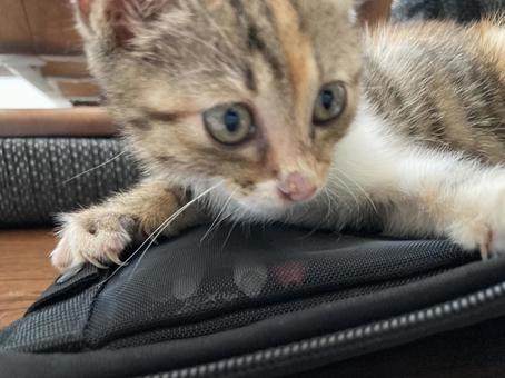 子猫 子猫 の写真