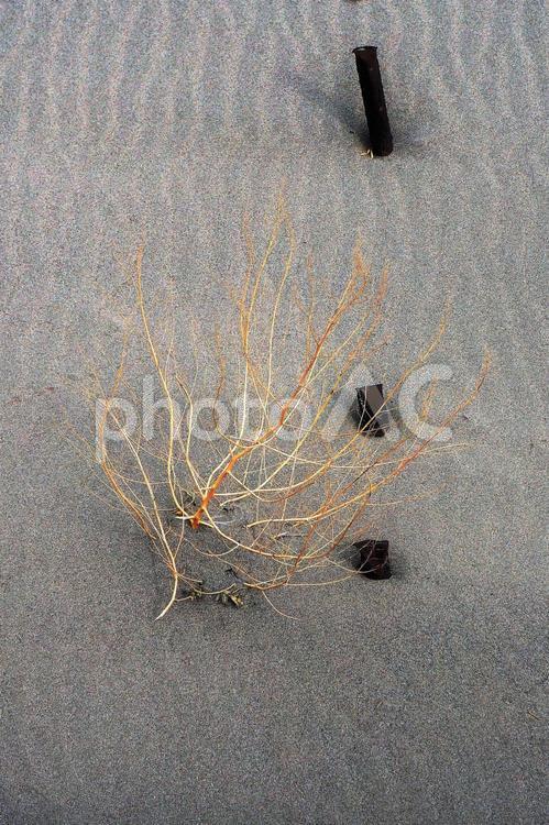 早春の砂浜に現れた風紋 自然,痕跡,風の写真素材