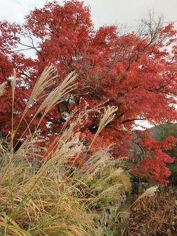 秋 紅葉,もみじ,ススキの写真素材