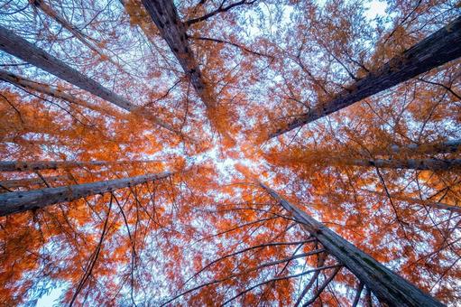 木々を見上げる 木々を見上げる 見上げる,上,紅葉の写真素材