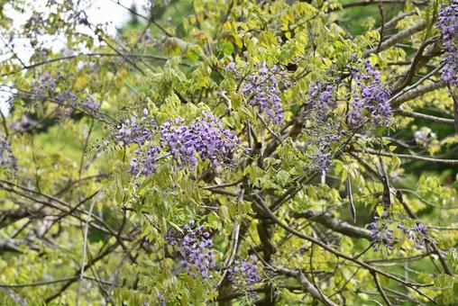 wisteria flowers, JPG