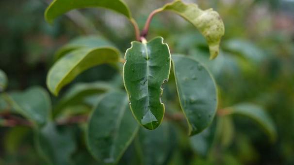 雨露を蓄えた植物の葉 雨露を蓄えた植物の葉の写真