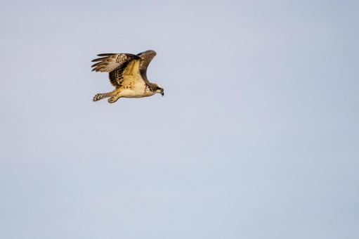 ミサゴ(146)の写真