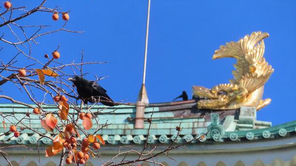名古屋城　金鯱の前で柿の実を食べるカラス 名古屋城,尾張徳川家,御三家の写真素材