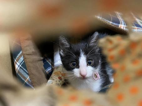 ハチワレ猫 ハチワレ猫 猫,ねこ,ペットの写真素材