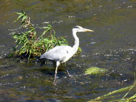 川中を歩き回り採餌するアオサギ アオサギ,鳥,野鳥の写真素材