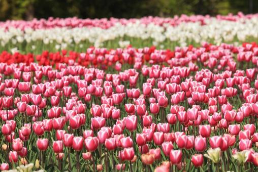 チューリップ畑 チューリップ,ちゅーりっぷ,花の写真素材
