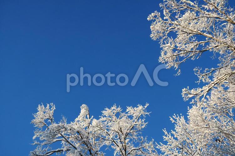 青空と雪化粧の木 雪,樹木,真冬の写真素材