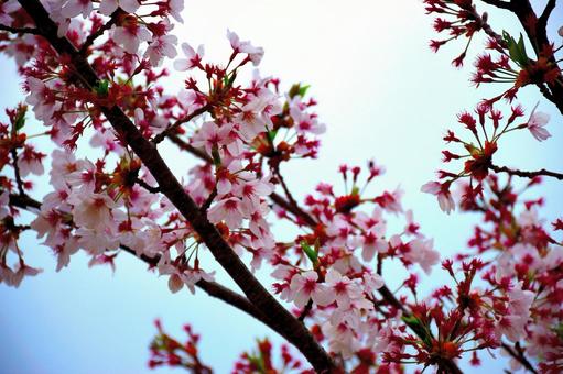 桜と青空 桜と青空の写真