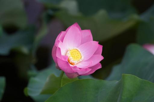 Lotus, JPG