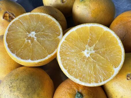 ネーブル ネーブルオレンジ,柑橘,フルーツの写真素材