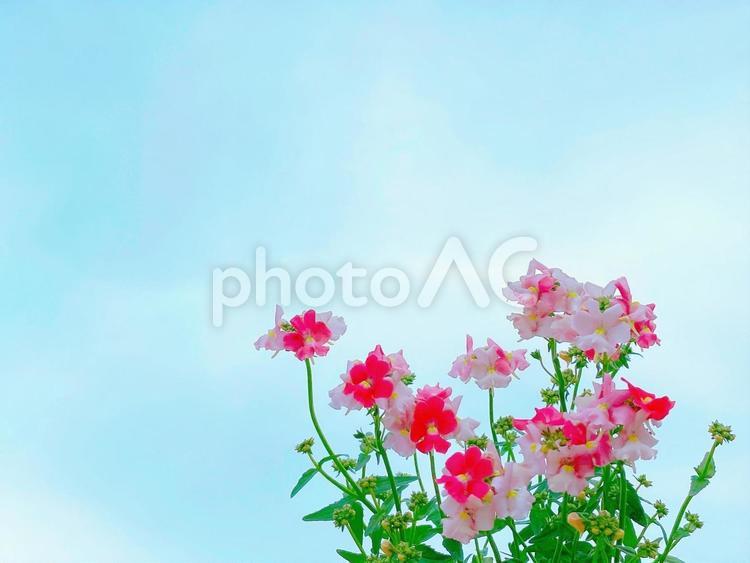 ネメシアと青空 ネメシア,ガーデニング,花の写真素材