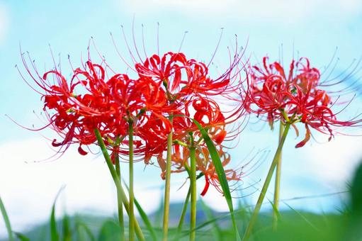 ヒガンバナ(彼岸花)と青空 ヒガンバナ(彼岸花)と青空 ヒガンバナ,秋,9月の写真素材