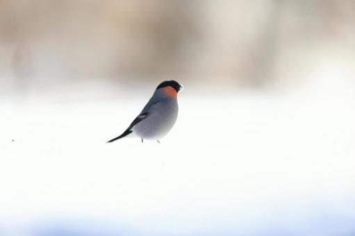 ウソ ウソの写真