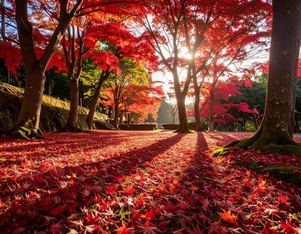落葉した赤い紅葉いっぱいの地面 落葉した赤い紅葉いっぱいの地面の写真