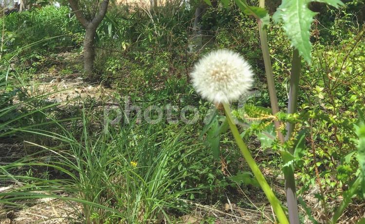 たんぽぽの綿毛 タンポポ,わたげ,自然の写真素材