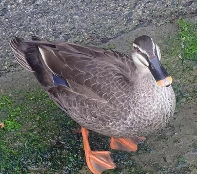 留鳥 カルガモ,生き物,鳥の写真素材