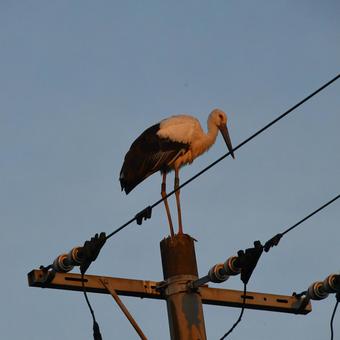 コウノトリ7 コウノトリ7の写真