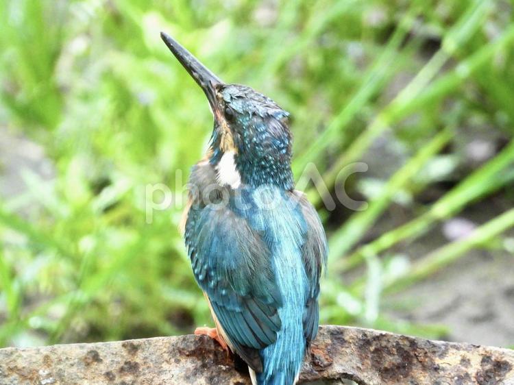 魚を呑み込んでしまったカワセミ 鳥,野鳥,カワセミの写真素材