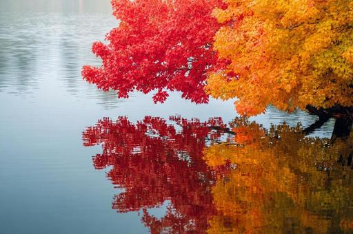 紅葉したもみじと水面 湖 紅葉したもみじと水面 湖の写真
