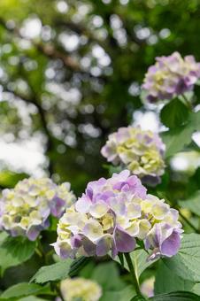 紫陽花 紫陽花の写真
