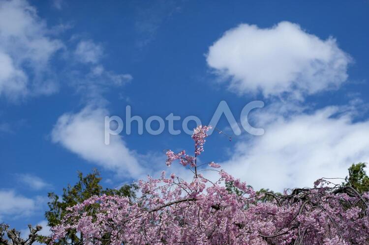 青空とピンクの桜 桜,花びら,ピンクの写真素材