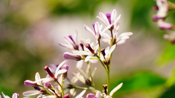 栴檀の花 栴檀の花の写真