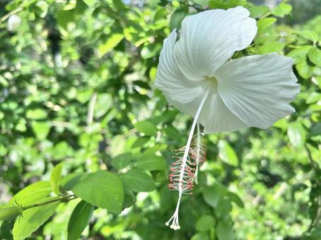 アオグラネオマ アオグラネオマ,花,植物の写真素材