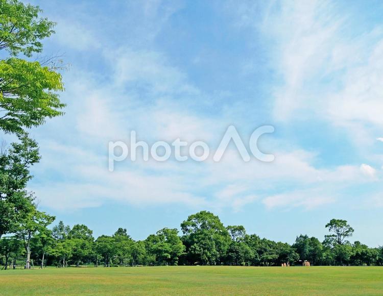 穏やかな新緑の公園と爽やかな青空の風景 公園,空,青空の写真素材