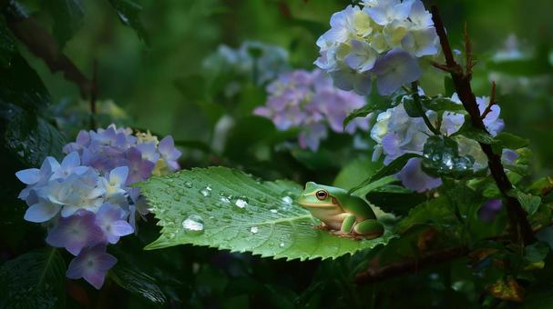 A tree frog on a hydrangea leaf, hydrangea, leaf, a frog, JPG