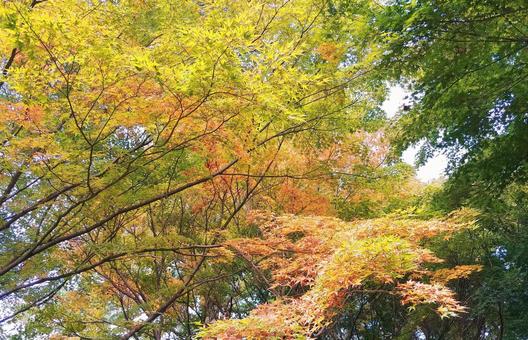 淡いもみじの紅葉 紅葉,もみじ,カエデの写真素材