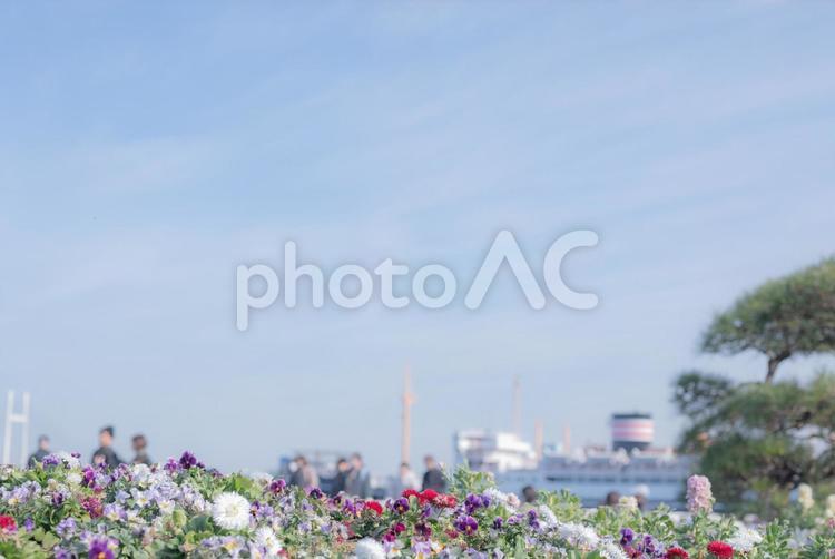 山下公園の花畑と氷川丸 花畑,カラフル,氷川丸の写真素材