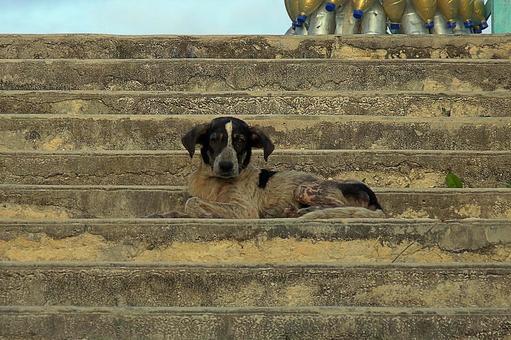 ニューカレドニア548　ウヴェア島　犬 ニューカレドニア,ウヴェア島,犬の写真素材